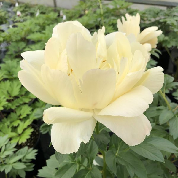 PAEONIA CORAL SUNSET GARDEN PEONY