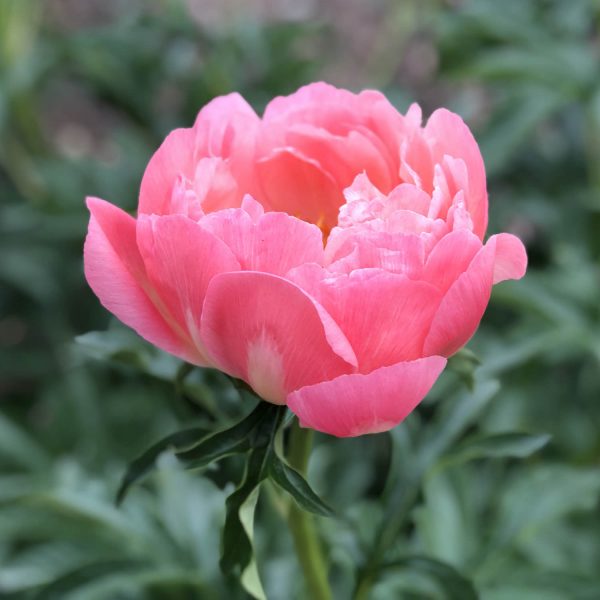 PAEONIA CORAL SUNSET GARDEN PEONY