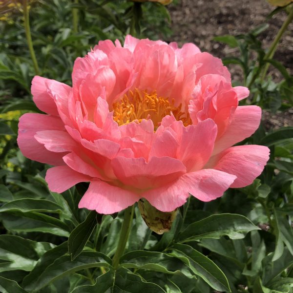 PAEONIA CORAL SUNSET GARDEN PEONY