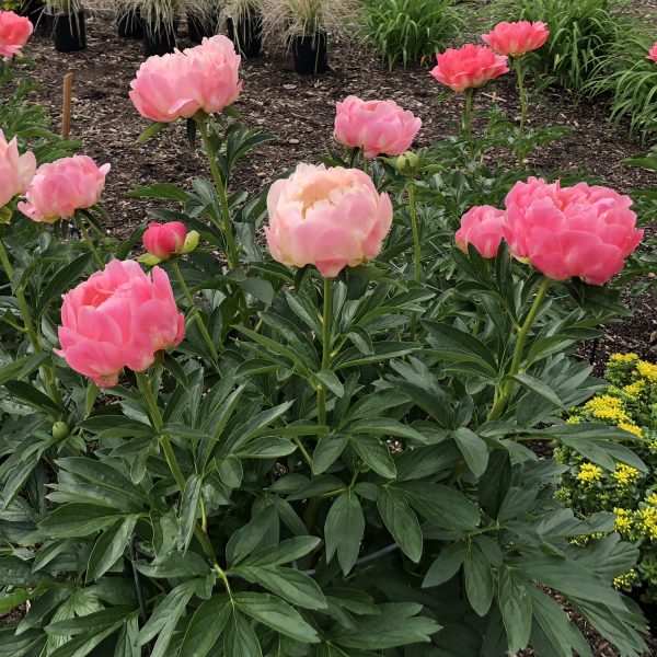 PAEONIA CORAL SUNSET GARDEN PEONY