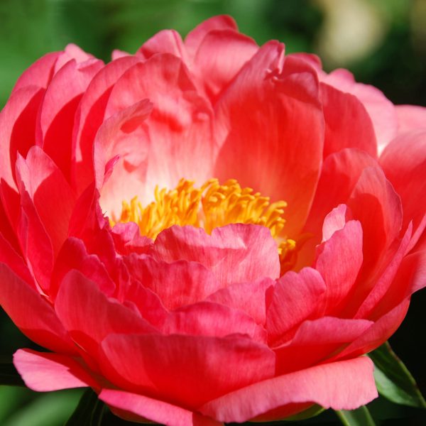 PAEONIA CORAL SUNSET GARDEN PEONY