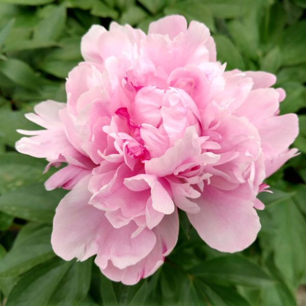 PAEONIA DR ALEXANDER FLEMING GARDEN PEONY