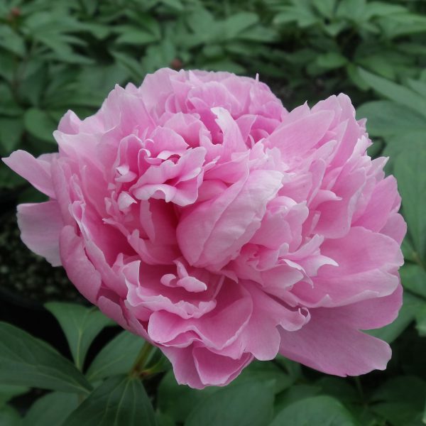 PAEONIA DR ALEXANDER FLEMING GARDEN PEONY