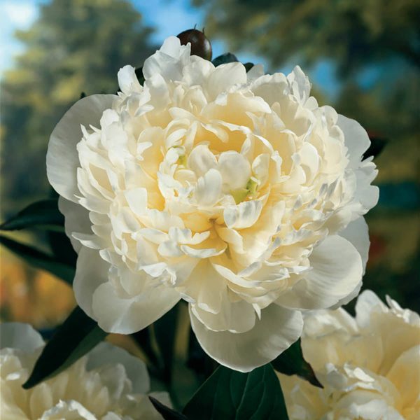 PAEONIA DUCHESS DE NEMOURS GARDEN PEONY