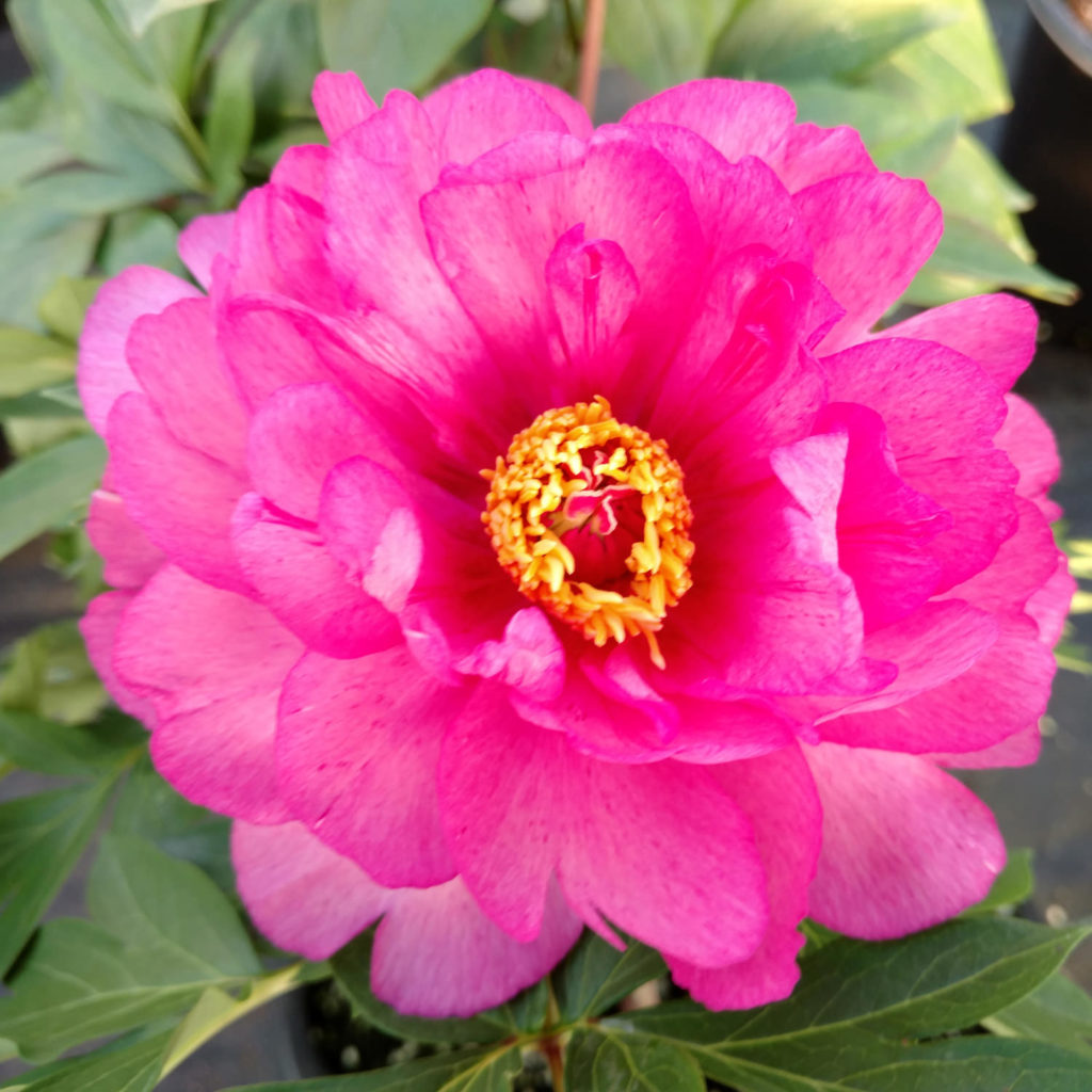 PAEONIA FIRST ARRIVAL PEONY INTERSECTIONAL
