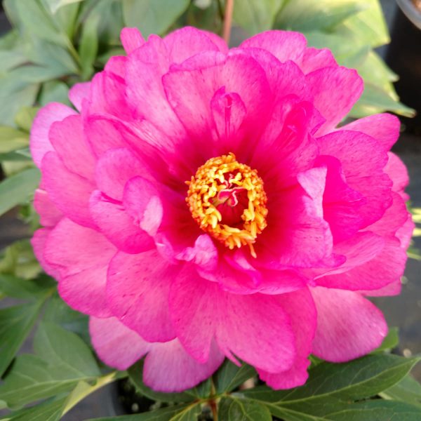 PAEONIA FIRST ARRIVAL PEONY INTERSECTIONAL