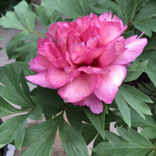 PAEONIA FIRST ARRIVAL PEONY INTERSECTIONAL