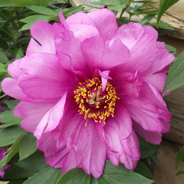 PAEONIA FIRST ARRIVAL PEONY INTERSECTIONAL