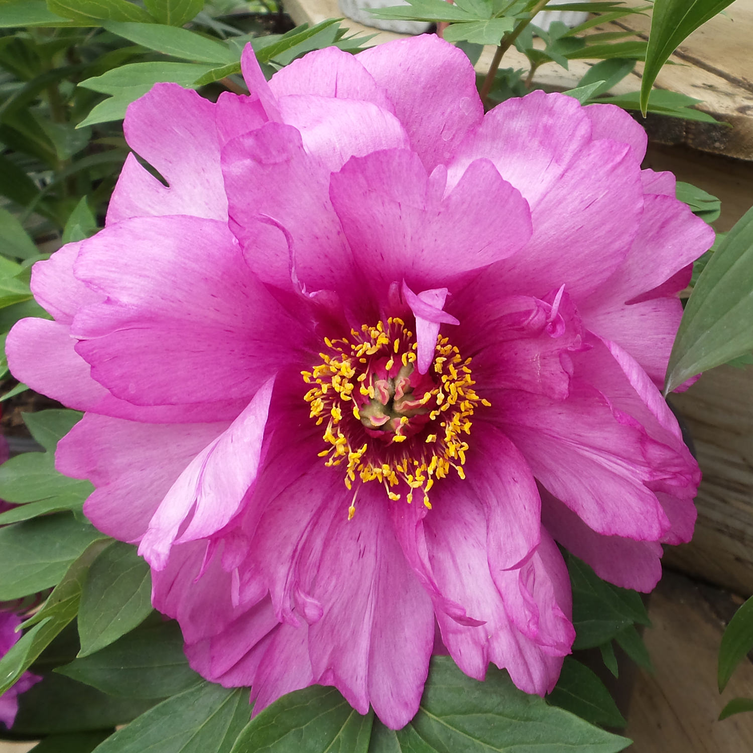 Pink Peony - It has finally arrived, our Lechuza Pon! We