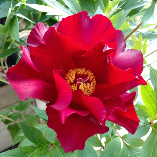 PAEONIA ITOH SCARLET HEAVEN PEONY INTERSECTIONAL