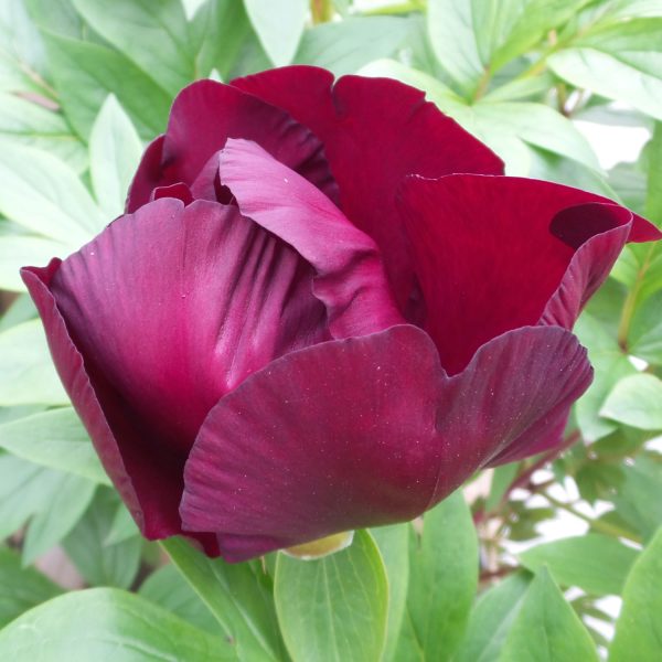 PAEONIA ITOH SCARLET HEAVEN PEONY INTERSECTIONAL