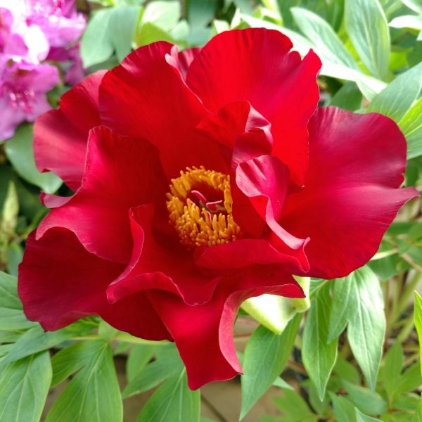 PAEONIA ITOH SCARLET HEAVEN PEONY INTERSECTIONAL