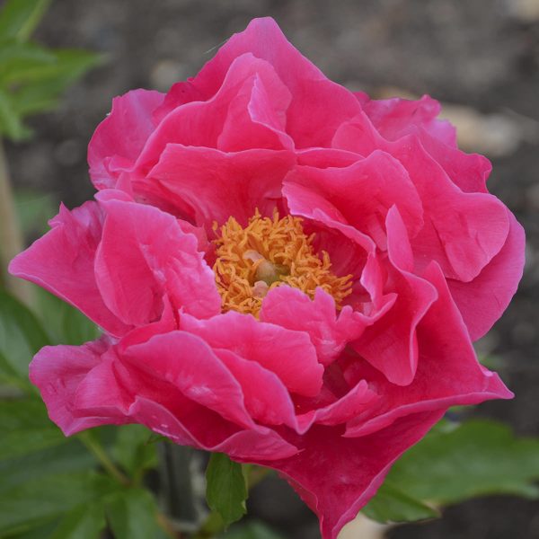 PAEONIA PAULA FAY GARDEN PEONY