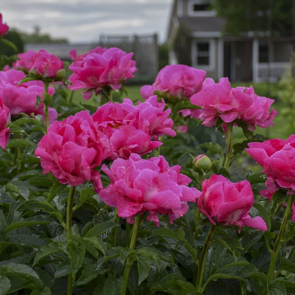 PAEONIA PAULA FAY GARDEN PEONY