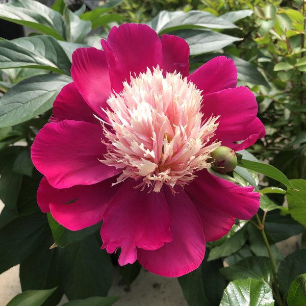 PAEONIA WHITE CAP GARDEN PEONY