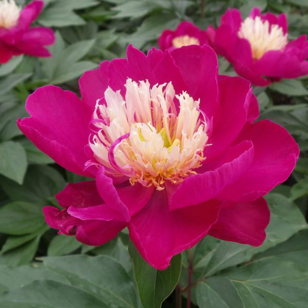 PAEONIA WHITE CAP GARDEN PEONY