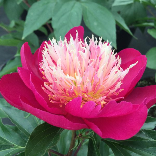 PAEONIA WHITE CAP GARDEN PEONY