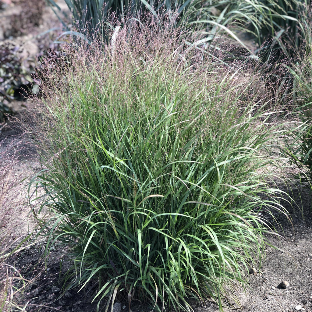 PANICUM PRAIRIE WINDS APACHE ROSE RED SWITCH GRASS