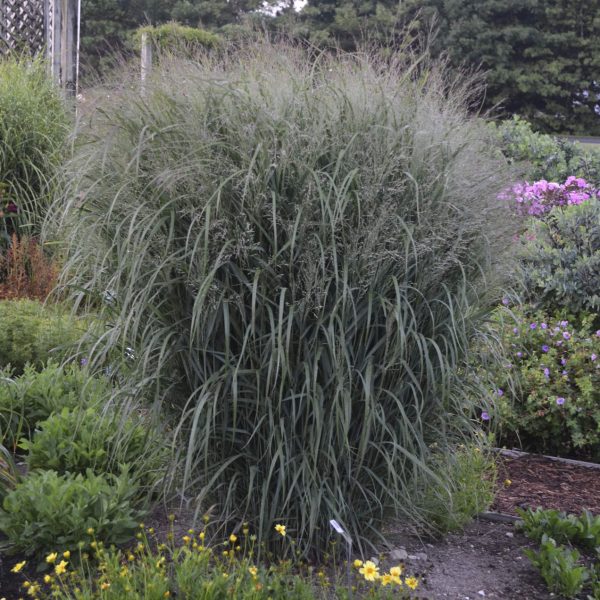 PANICUM PRAIRIE WINDS APACHE ROSE RED SWITCH GRASS