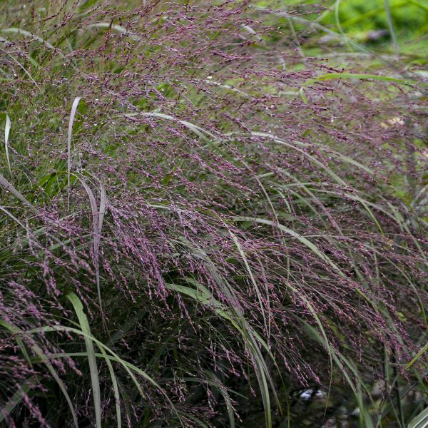 PANICUM PRAIRIE WINDS APACHE ROSE RED SWITCH GRASS