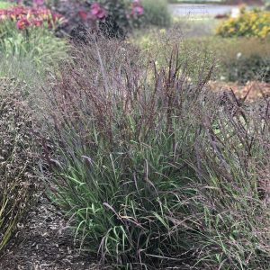 PANICUM PRAIRIE WINDS CHEYENNE SKY RED SWITCH GRASS