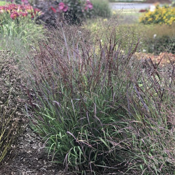 PANICUM PRAIRIE WINDS CHEYENNE SKY RED SWITCH GRASS