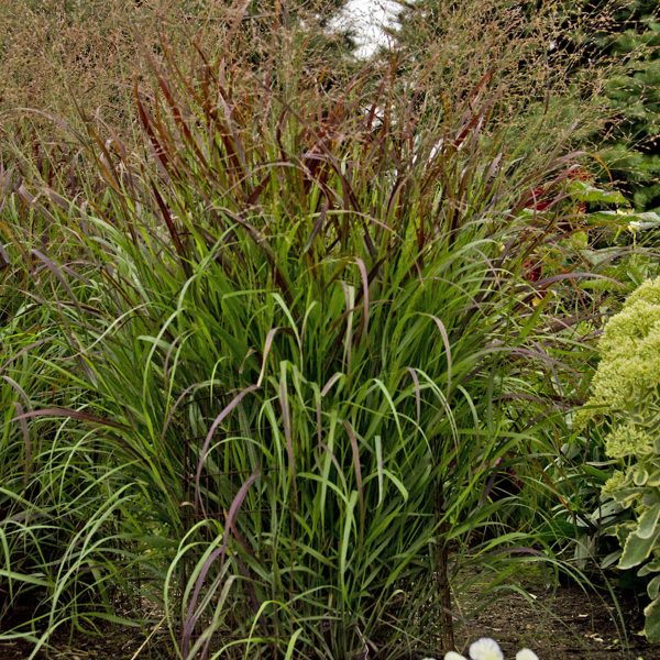 PANICUM PRAIRIE WINDS CHEYENNE SKY RED SWITCH GRASS