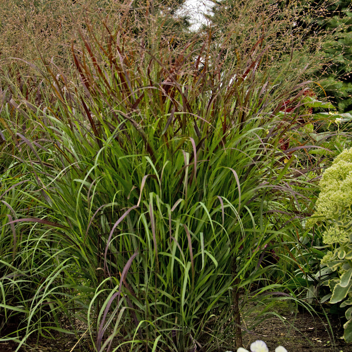 PANICUM PRAIRIE WINDS CHEYENNE SKY RED SWITCH GRASS