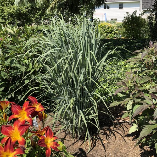 PANICUM PRAIRIE WINDS TOTEM POLE SWITCH GRASS