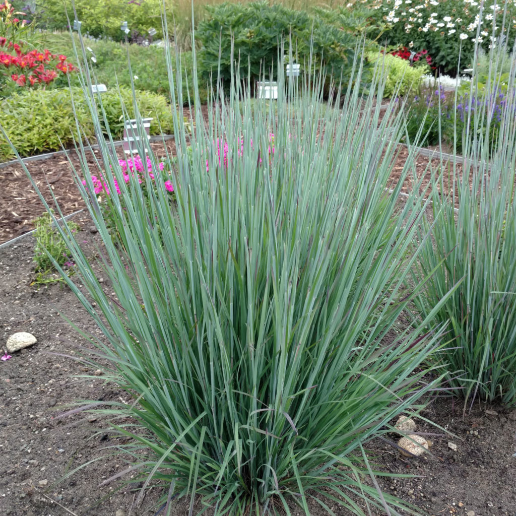 PRAIRIE WINDS® 'Totem Pole' Panicum Garden Crossings