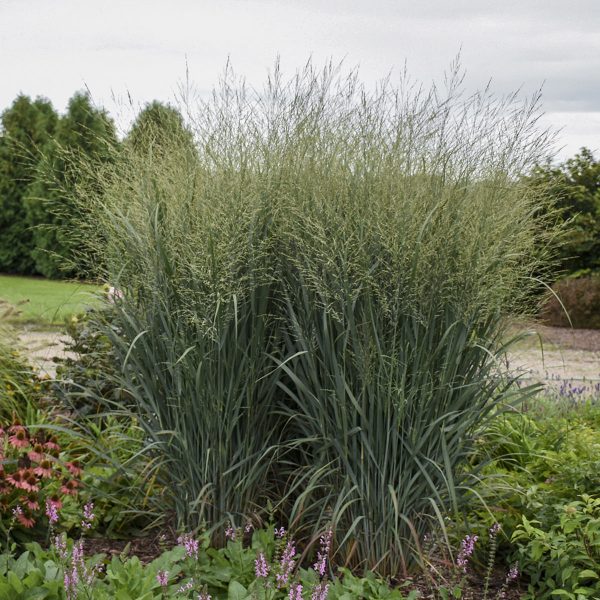 PANICUM PRAIRIE WINDS TOTEM POLE SWITCH GRASS