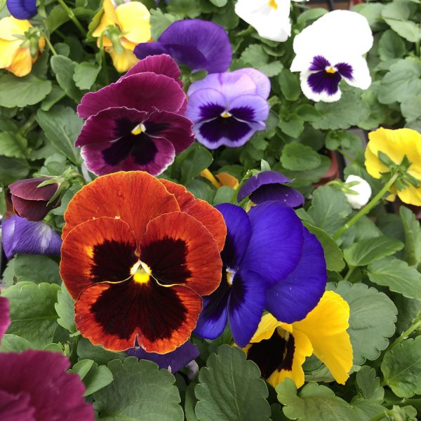 PANSY MATRIX MIX VIOLA