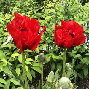 PAPAVER BEAUTY OF LIVERMERE ORIENTAL POPPY