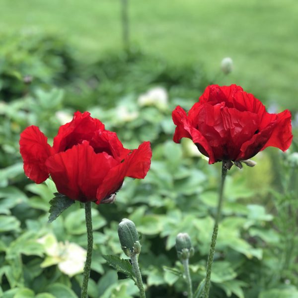 PAPAVER BEAUTY OF LIVERMERE ORIENTAL POPPY