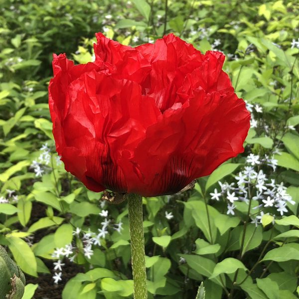 PAPAVER BEAUTY OF LIVERMERE ORIENTAL POPPY