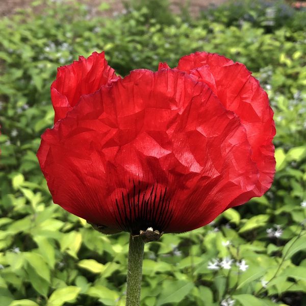 PAPAVER BEAUTY OF LIVERMERE ORIENTAL POPPY