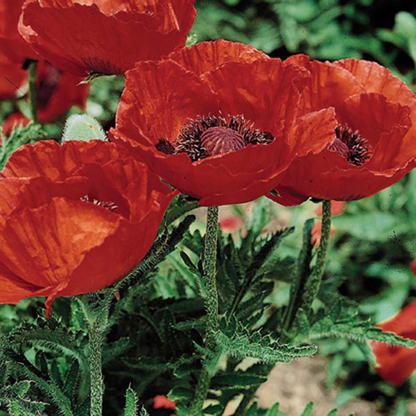 PAPAVER BEAUTY OF LIVERMERE ORIENTAL POPPY