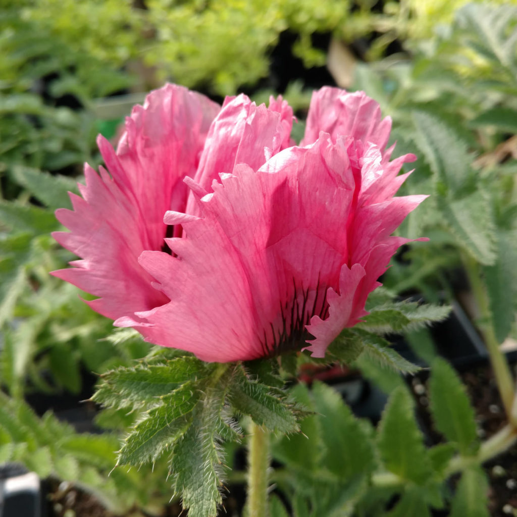 PAPAVER PINK RUFFLES ORIENTAL POPPY