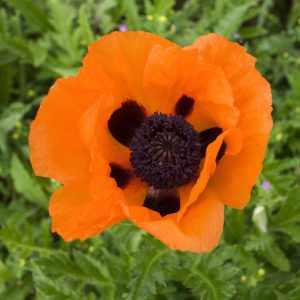 Papaver - Oriental Poppy