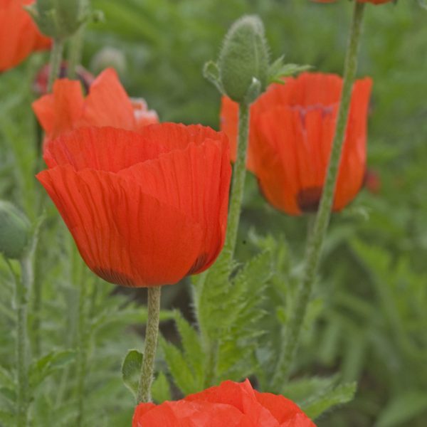 PAPAVER PRINCE OF ORANGE ORIENTAL POPPY