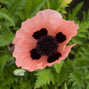 PAPAVER QUEEN ALEXANDRA ORIENTAL POPPY