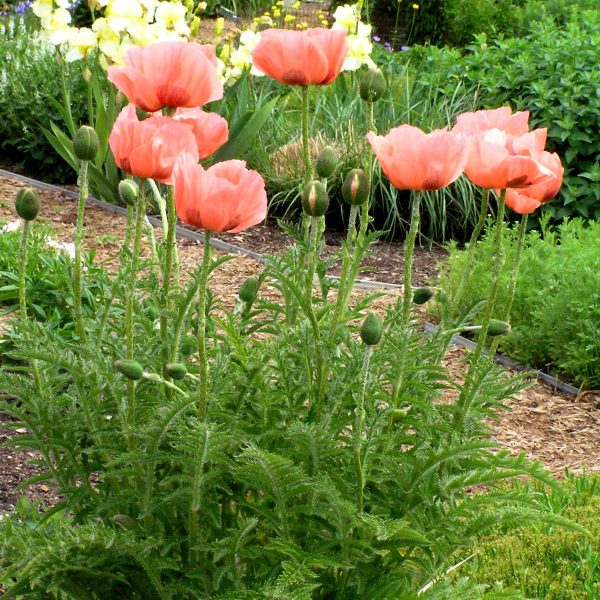 PAPAVER QUEEN ALEXANDRA ORIENTAL POPPY