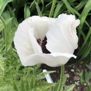 PAPAVER ROYAL WEDDING ORIENTAL POPPY