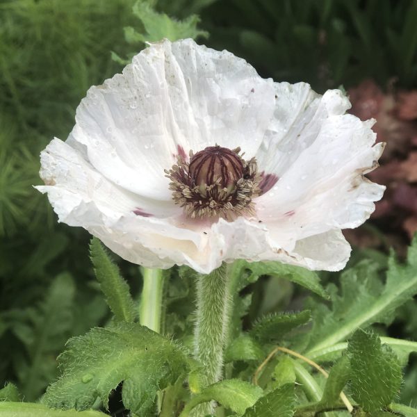 PAPAVER ROYAL WEDDING ORIENTAL POPPY