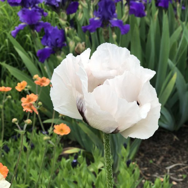 PAPAVER ROYAL WEDDING ORIENTAL POPPY