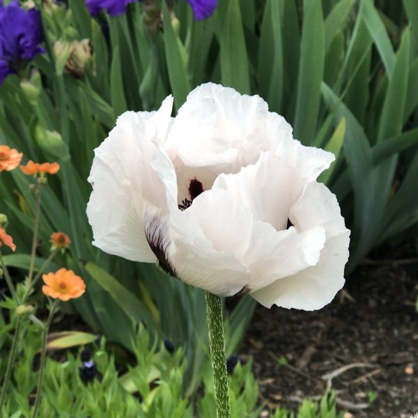 PAPAVER ROYAL WEDDING ORIENTAL POPPY