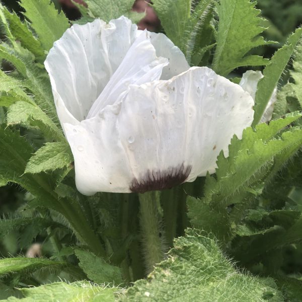 PAPAVER ROYAL WEDDING ORIENTAL POPPY