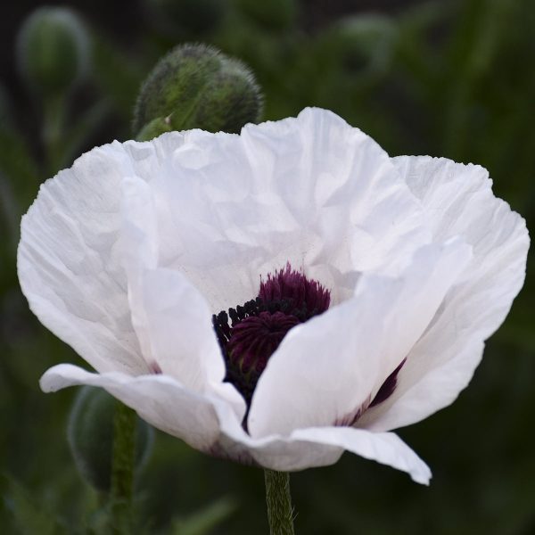 PAPAVER ROYAL WEDDING ORIENTAL POPPY