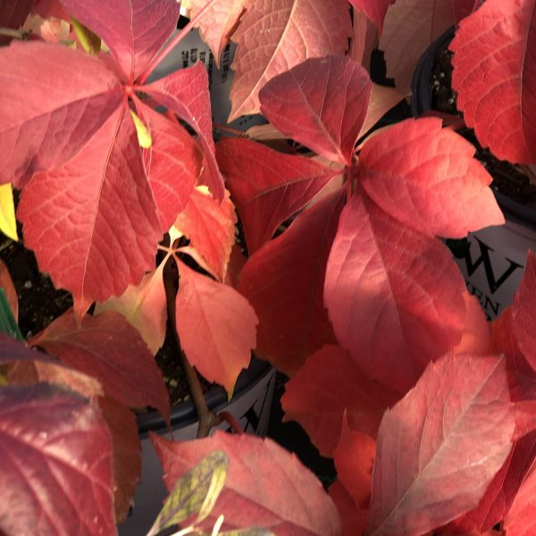 PARTHENOCISSUS RED WALL VIRGINIA CREEPER