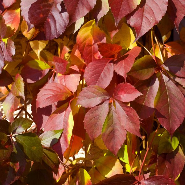 PARTHENOCISSUS RED WALL VIRGINIA CREEPER